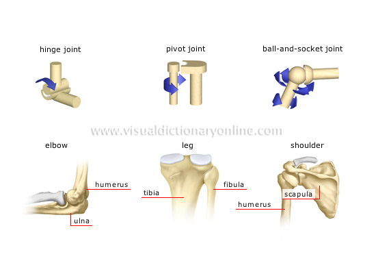 Joint Types - Allyson's Anatomy Page